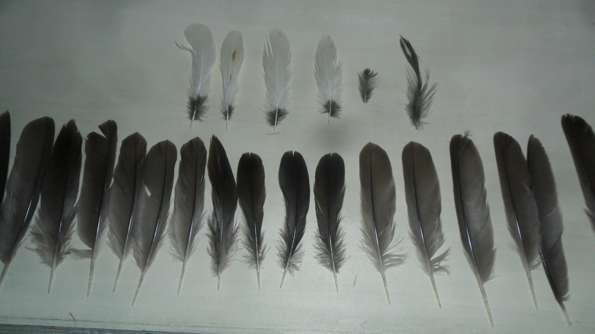 Gallinella d''acqua incredibile?????????????????